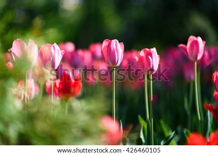 Amazing nature concept of pink tulips flowering under sunlight at summer or spring day landscape. Natural view of tulip flowers blooming in the garden with green grass as morning spring background.
