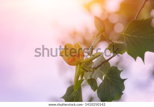 Amazing Nature Flowering Tulip Tree Liriodendron Stock Photo Edit