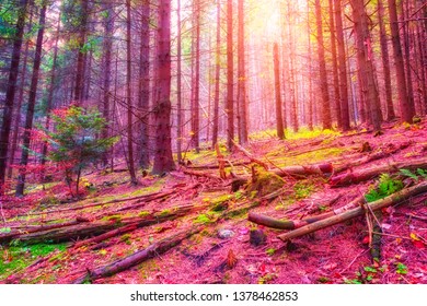 Download 73 Background Pink Forest HD Terbaik