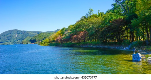 Amazing nature view of green forest & sunlight landscape
