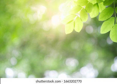 Amazing Nature View Of Green Leaf On Blurred Greenery Background In Garden And Sunlight With Copy Space Using As Background Natural Green Plants Landscape, Ecology, Fresh Wallpaper Concept.