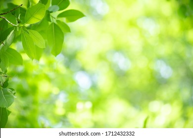 Amazing nature view of green leaf on blurred greenery background in garden and sunlight with copy space using as background natural green plants landscape, ecology, fresh wallpaper concept. - Shutterstock ID 1712432332
