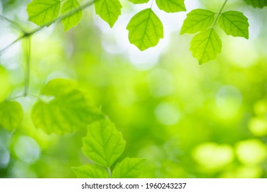 Amazing Nature View Of Green Leaf On Blurred Greenery Background In Garden And Sunlight With Copy Space Using As Background Natural Green Plants Landscape, Ecology, Fresh Wallpaper.