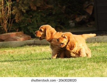 Baby Cocker Dog English Spaniel Imagenes Fotos De Stock Y Vectores Shutterstock