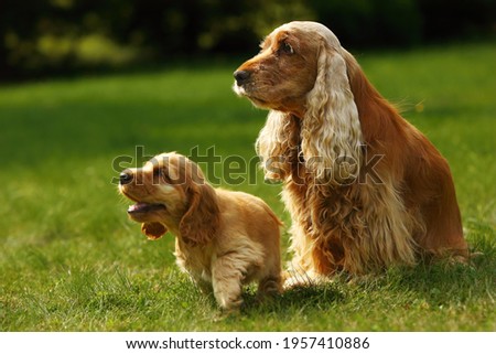 Amazing, newborn and cute red English Cocker Spaniel puppies with her mother. Red English Cocker Spaniel puppies. Green background. Morning sun.