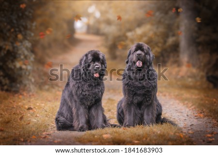Amazing newfoundland dogs in autumn
