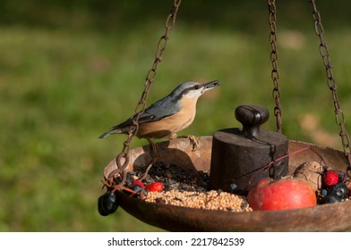 Amazing Nuthatch Eating Sunflower Seed From The Garden Bird Feeder. Its Autumn, October In Europe. Seeds In The Beak. Song Bird. Awesome And Cute. 