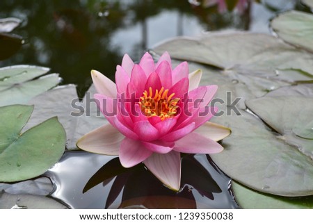 
Amazing Nymphaea Conqueror
