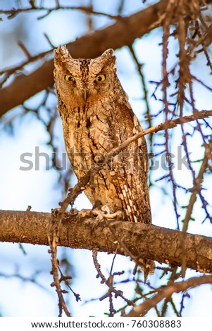 Similar – Foto Bild Kauz Porträt Natur Tier