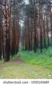 Amazing path in the pine forest after the rain.