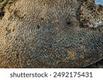 Amazing pattern of dead brain coral washed up on the beach at low tide