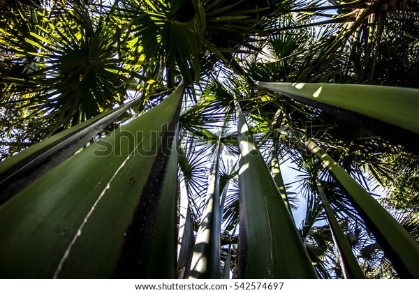 Amazing Perspective Lowangle Shot Palm Tree Stock Image Download Now