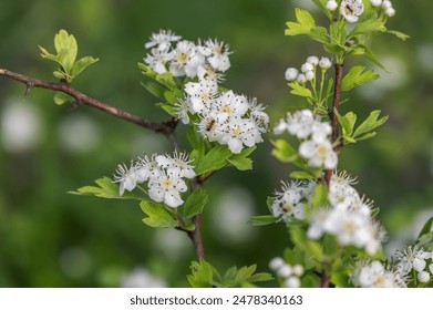 An amazing photo of an ant sitting on a hawthorn flower. Macro photography - Powered by Shutterstock