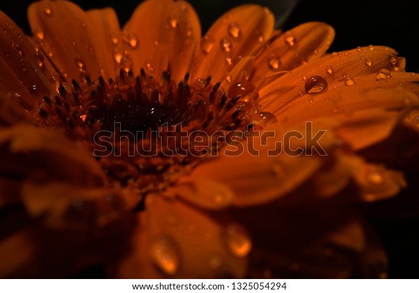 An amazing photograph of an orange-red rose. The flower is covered in rain drops, making it so much more extraordinary. The photo is quite dark, which makes an amazing background, or wall art.