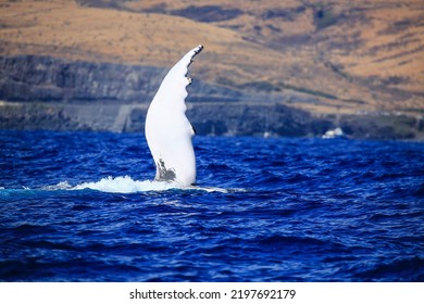 Amazing Pictures Of Humpback Whale In Reunion Island