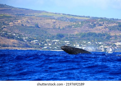 Amazing Pictures Of Humpback Whale In Reunion Island