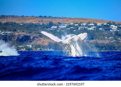 Amazing Pictures Of Humpback Whale In Reunion Island