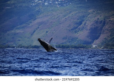 Amazing Pictures Of Humpback Whale In Reunion Island