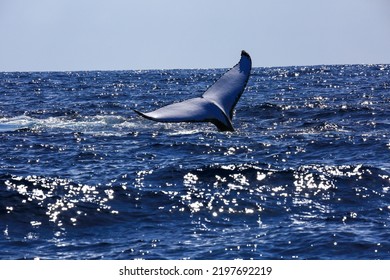 Amazing Pictures Of Humpback Whale In Reunion Island