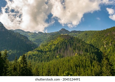 Amazing pine forest on the side of a mountin at Tatra Mountains, Poland. 