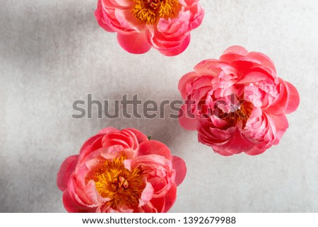 Amazing pink peonies on light background. Card Concept, copy space for text