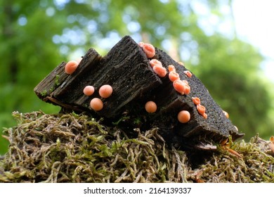 Amazing pink slime mold Lycogala epidendrum - slime molds are interesting organisms between mushrooms and animals  - Shutterstock ID 2164139337