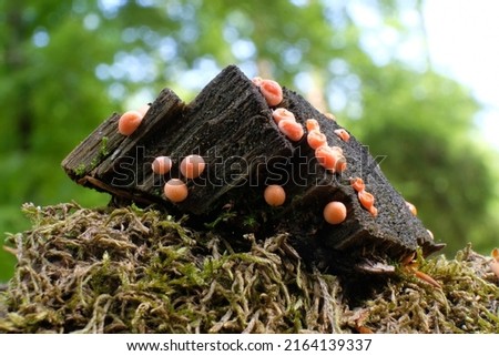 Amazing pink slime mold Lycogala epidendrum - slime molds are interesting organisms between mushrooms and animals 