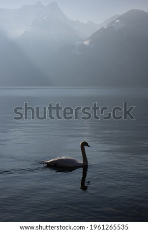 Similar – romantic ducks Lake Clouds