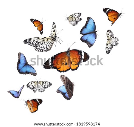 Amazing plain tiger, common morpho and rice paper butterflies flying on white background