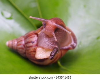 Garden Snail Poop