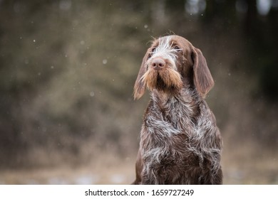 are spinone italiano noisy