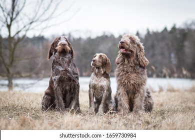 
Amazing Portrait Of Healthy And Happy Italian Spinone Family In The Winter