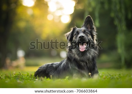 amazing portrait of young crossbreed dog (german shepherd) during sunset in grass