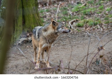 Amazing Predator (Canis Lupus) In Captive Breeding, Austria, Europe