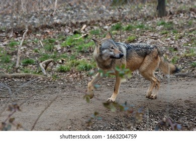 Amazing Predator (Canis Lupus) In Captive Breeding, Austria, Europe