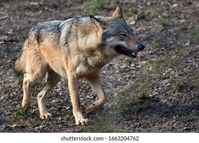 Amazing Predator (Canis Lupus) In Captive Breeding, Austria, Europe