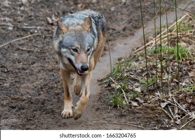 Amazing Predator (Canis Lupus) In Captive Breeding, Austria, Europe