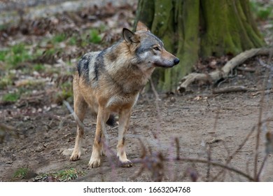 Amazing Predator (Canis Lupus) In Captive Breeding, Austria, Europe