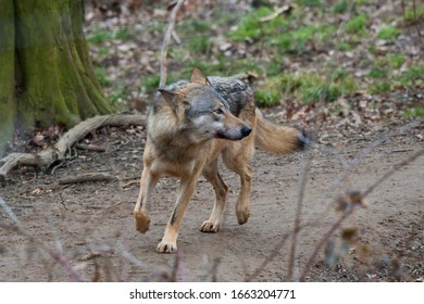 Amazing Predator (Canis Lupus) In Captive Breeding, Austria, Europe