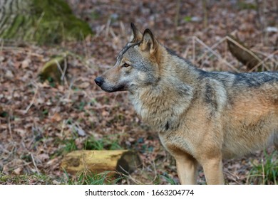 Amazing Predator (Canis Lupus) In Captive Breeding, Austria, Europe