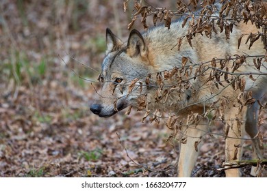 Amazing Predator (Canis Lupus) In Captive Breeding, Austria, Europe