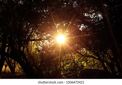 The Amazing Ray Lights Of The Sun Across Foliage An Enlightenment Experience Of Wanderlust