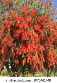 An Amazing Red And Green Bottle Brush Tree