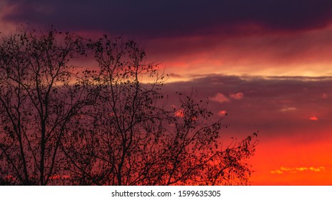Amazing red and pink sunset with bare tree branches on the left side, website template cover