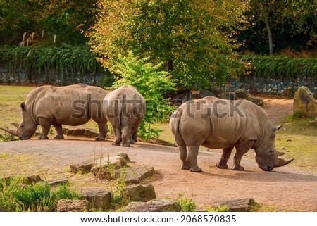 Amazing rhino in a zoo enclosure made to look like natural habitat. Preserving animals for future in safe and comfortable environment.