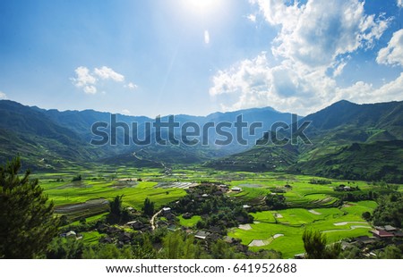 Rice Plantation Stock Photo 59459536 - Shutterstock