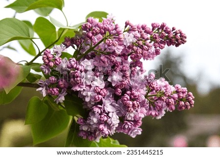 Similar – Image, Stock Photo Flowering lilac in double exposure