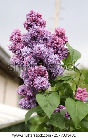 Image, Stock Photo Flowering lilac in double exposure