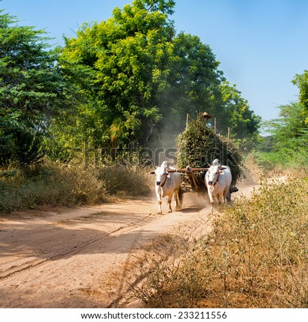 Amazing rural landscape with two white oxen pulling cart with hay on dusty road and Asian man riding. Myanmar (Burma)