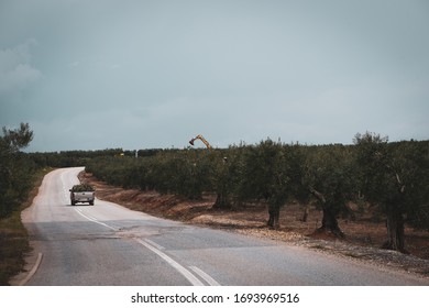 Amazing Rural Lanscape. A Car Is Driving In Among Olive Oil Trees.